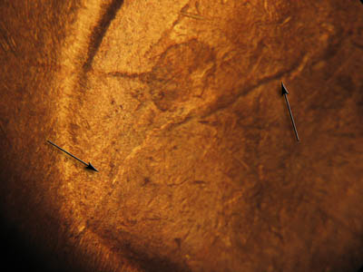 Die-stage C marker on 1930S•1DO•001 (1930 Doubled Die Obverse).