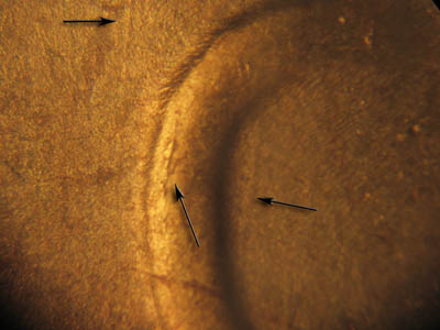 Die-stage C marker on 1930S•1DO•001 (1930 Doubled Die Obverse).