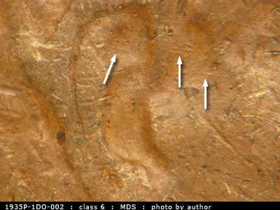 Die-stage B marker on 1935P•1DO•002 (1935 Doubled Die Obverse).