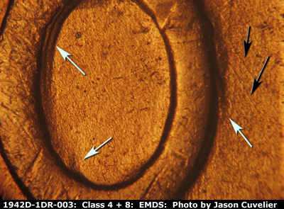 1942 Lincoln cent obverse, CopperCoins die 1942D•1DR•003.