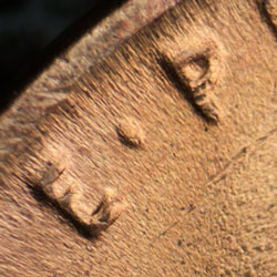 Pre-attribution image for 1942P•1DR•017