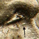 Pre-attribution image for 1943P•1DO•012