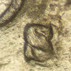 Pre-attribution image for 1943S•1MM•002