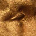 Pre-attribution image for 1944D•1DO•008