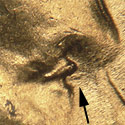 Pre-attribution image for 1944P•1DO•012