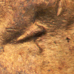 Pre-attribution image for 1944P•1DO•037
