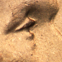 Pre-attribution image for 1945D•1DO•020