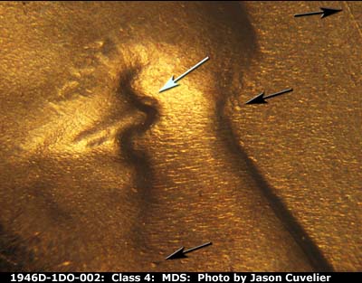 1946 Lincoln cent obverse, CopperCoins die 1946D•1DO•002.