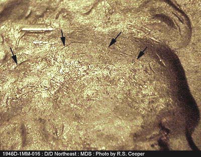 Die-stage B marker on 1946D•1MM•016 (1946 Repunched Mint Mark).