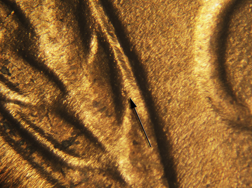 Die-stage C marker on 1946D•1MM•029 (1946 Repunched Mint Mark).