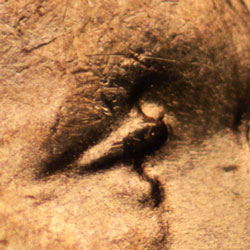 Pre-attribution image for 1948D•1DO•001