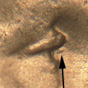 Pre-attribution image for 1948D•1DO•002
