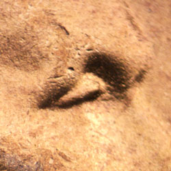 Pre-attribution image for 1948D•1DO•005