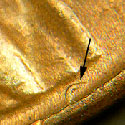 Pre-attribution image for 1952D•1MM•015