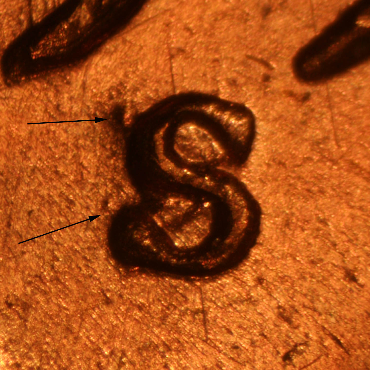 Pre-attribution image for 1952S•1MM•002