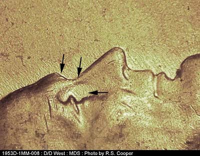 Die-stage B marker on 1953D•1MM•008 (1953 Repunched Mint Mark).
