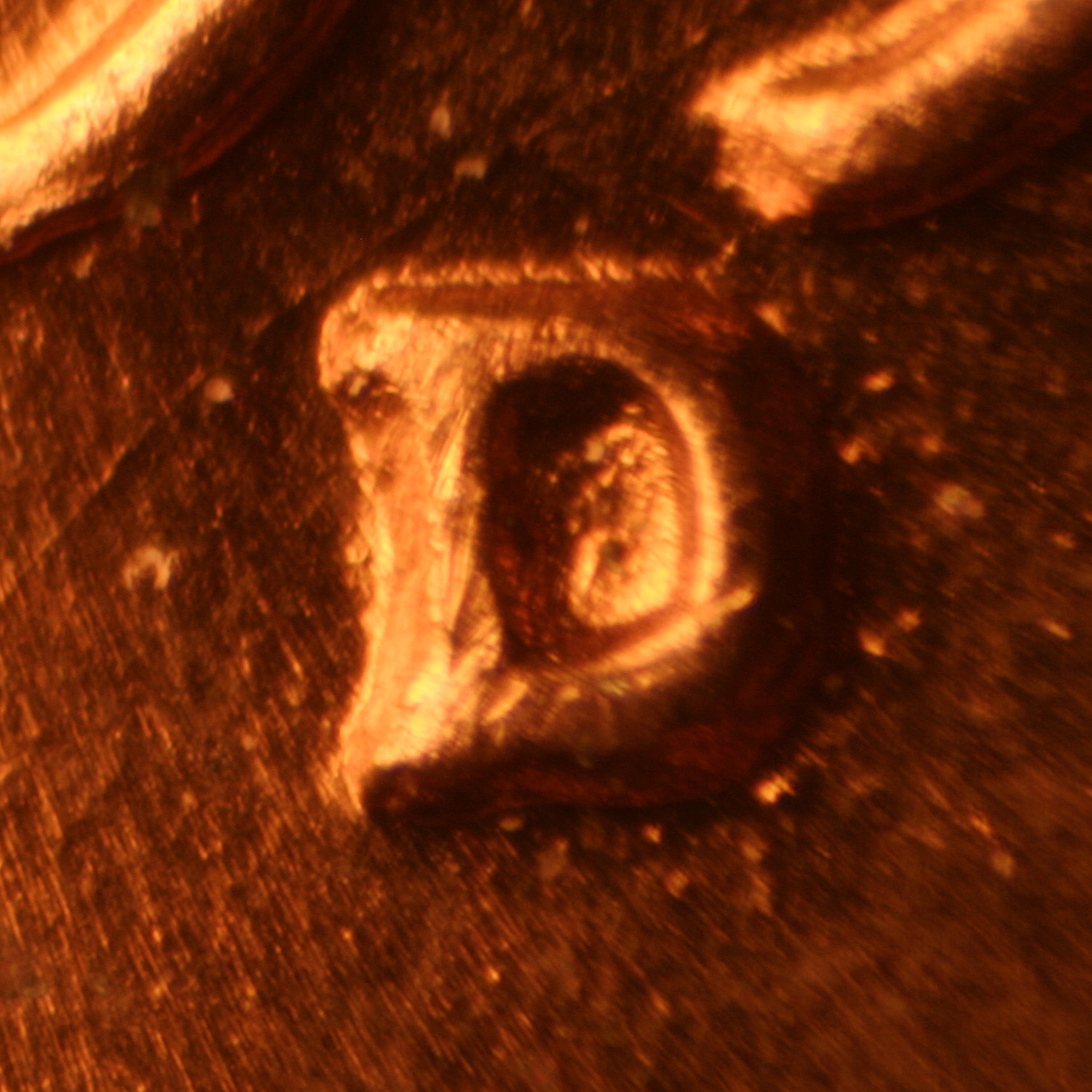 Pre-attribution image for 1954D•1MM•027