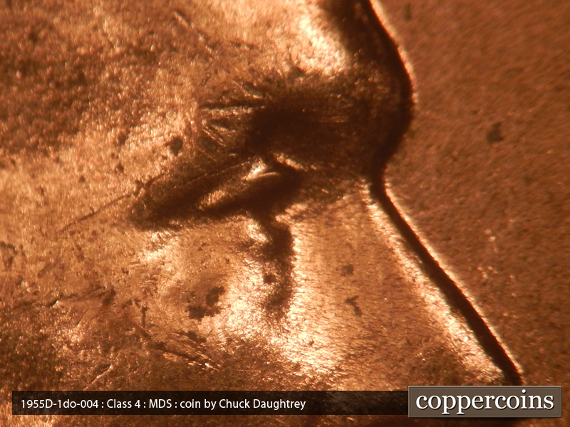 1955 Lincoln cent obverse, CopperCoins die 1955D•1DO•004.