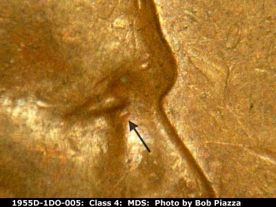 1955 Lincoln cent obverse, CopperCoins die 1955D•1DO•005.