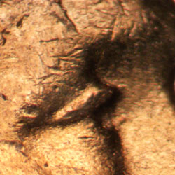 Pre-attribution image for 1955D•1DO•006