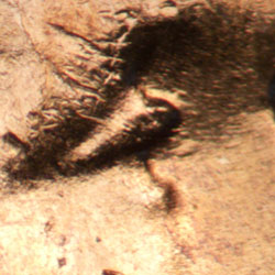 Pre-attribution image for 1955D•1DO•014