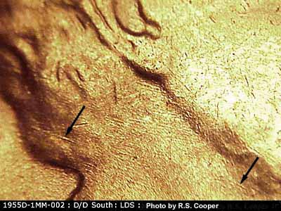 Die-stage C marker on 1955D•1MM•002 (1955 Repunched Mint Mark).