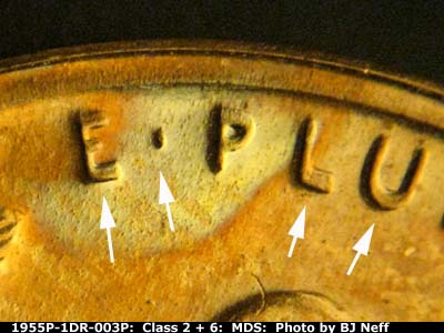 1955 Lincoln cent obverse proof, CopperCoins die 1955P•1DR•003P.