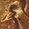 Pre-attribution image for 1956D•1DO•007