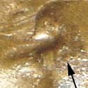 Pre-attribution image for 1956D•1DO•008