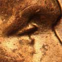 Pre-attribution image for 1956D•1DO•011