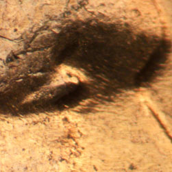 Pre-attribution image for 1956D•1DO•013