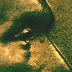 Pre-attribution image for 1956D•1DO•021