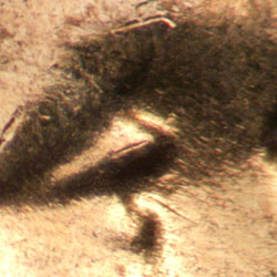 Pre-attribution image for 1956D•1DO•026