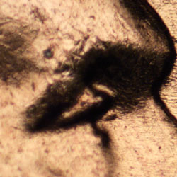 Pre-attribution image for 1956D•1DO•032