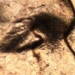 Pre-attribution image for 1956D•1DO•034