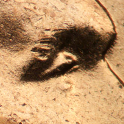 Pre-attribution image for 1956D•1DO•040