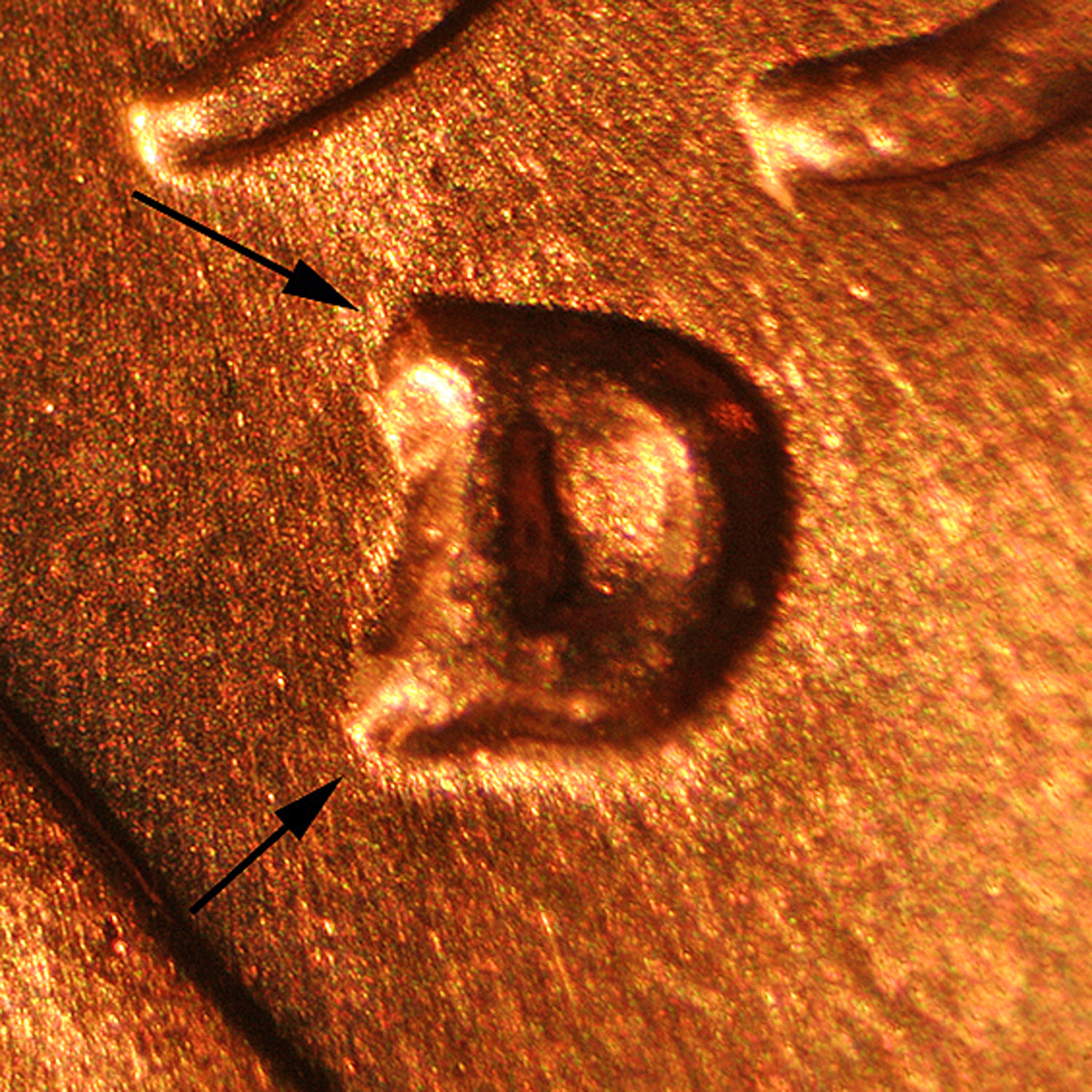 Pre-attribution photo for 1956D•1MM•054