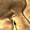 Pre-attribution image for 1957D•1DO•010