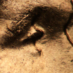 Pre-attribution image for 1957D•1DO•022