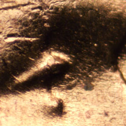 Pre-attribution image for 1957D•1DO•023