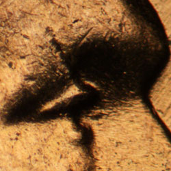 Pre-attribution image for 1957D•1DO•025