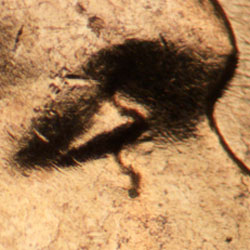 Pre-attribution image for 1957D•1DO•028