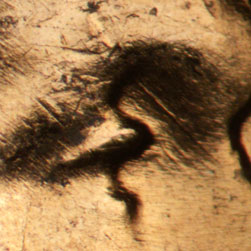Pre-attribution image for 1957D•1DO•031