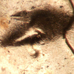 Pre-attribution image for 1957D•1DO•033