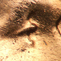 Pre-attribution image for 1957D•1DO•035