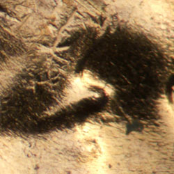 Pre-attribution image for 1957D•1DO•036