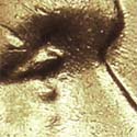 Pre-attribution image for 1958D•1DO•002