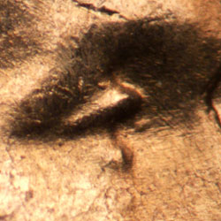 Pre-attribution image for 1959D•1DO•002