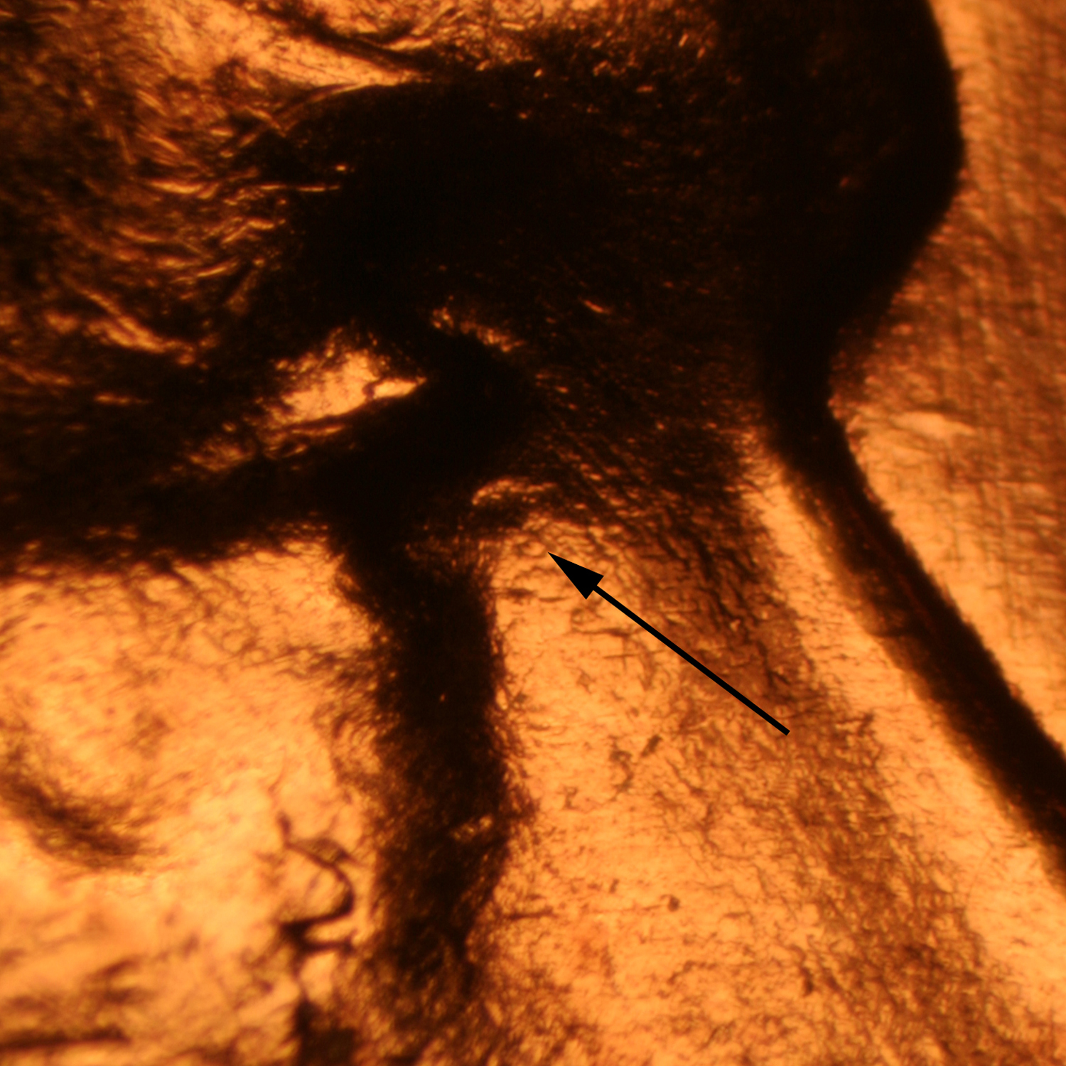 Pre-attribution image for 1959D•1DO•005