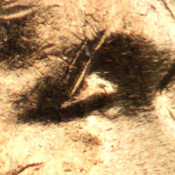 Pre-attribution image for 1959D•1DO•006